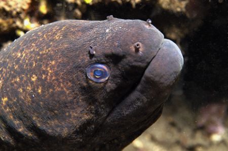 Moray Eel, Maui by Andy Lerner 