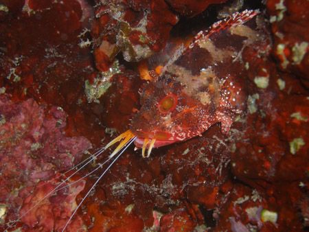 A scorpion fish at lunch time... by Cyrille France 