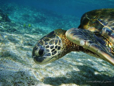 Snack Time? Kahaluu Bay, Kailua Kona, HI by Michele Jarvis 