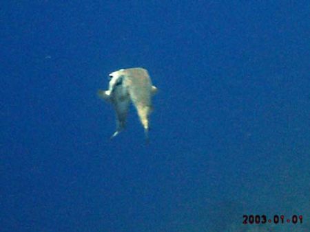 Kissing under the ocean. A couple of porcupine fish caugh... by Thierry Tremblay 