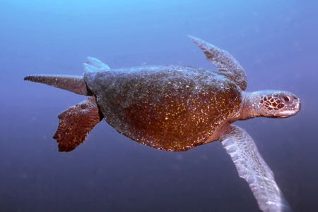 Tutle in motion. by David Spiel 