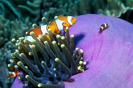 Nemo and his family. Picture taken with Nikon F100 and Ta... by Arthur Telle Thiemann 
