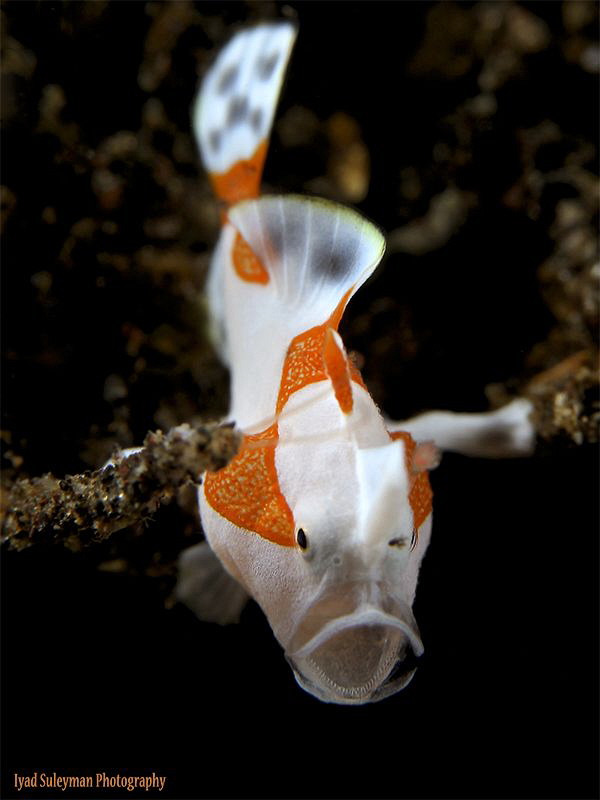 Juvenile Clown Frogfish by Iyad Suleyman 