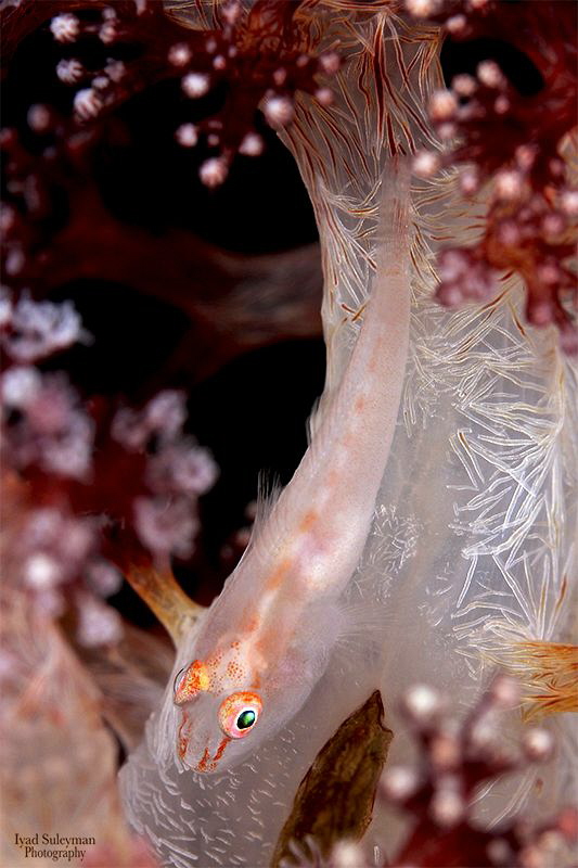 White Coral Goby by Iyad Suleyman 