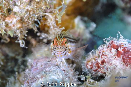This little guy was definitely not camera shy, I think it... by John Pappas 