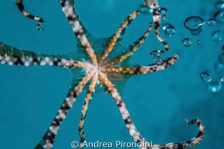 Wonderpus in action by Andrea Pirondini 