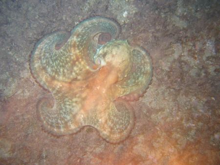 Octopus hunting at night... by Cyrille France 