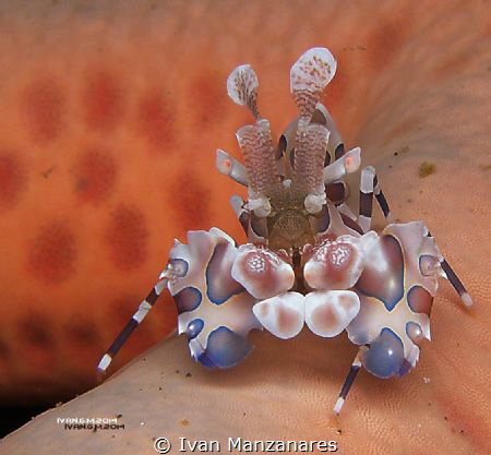 Shrimp portrait
I took this shot using my old Olympus SP... by Ivan Manzanares 