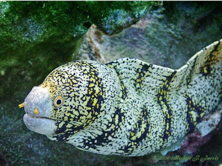 Don't mind me I'm just passing thru! Snowflake morey eel ... by Michele Jarvis 