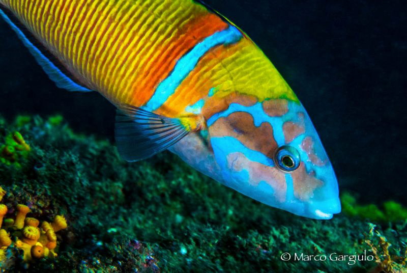 Thalassoma pavo by Marco Gargiulo 