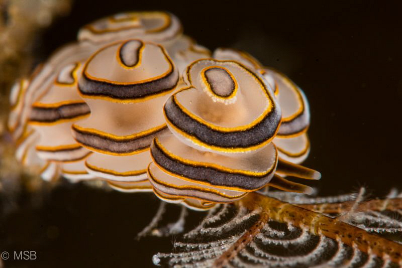 Donat nudi. by Mehmet Salih Bilal 