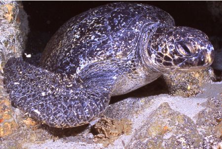 Turtle at rest. by David Spiel 