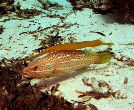 The Odd Couple doing the Tango at Sipadan! by Alex Lim 