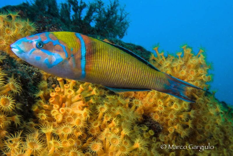 Thalassoma pavo #2 by Marco Gargiulo 