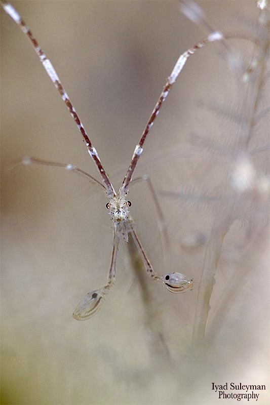 Skeleton Shrimp by Iyad Suleyman 