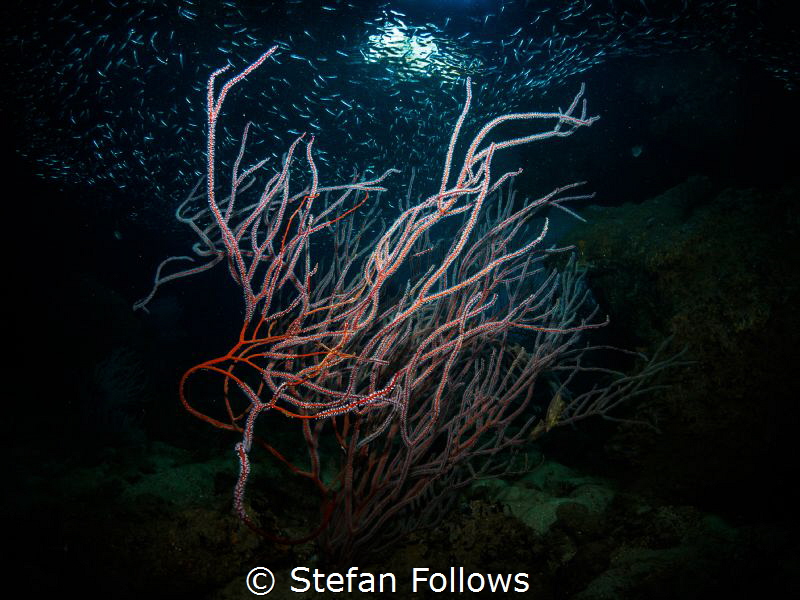 There's only splendor for the sight. Coral - Junceella sp... by Stefan Follows 