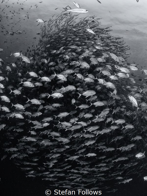 The Tower. Big Eye Travelly - Caranx sexfasciatus. Sail R... by Stefan Follows 