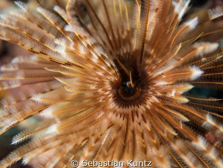 Beautiful creatures:
Magnificent Feather Duster - shot w... by Sebastian Kuntz 