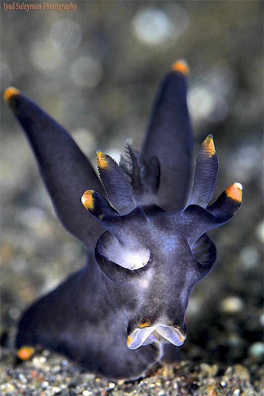 Batman2 nudibranch by Iyad Suleyman 