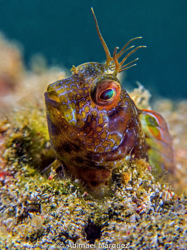 Blenny by Abimael Márquez 