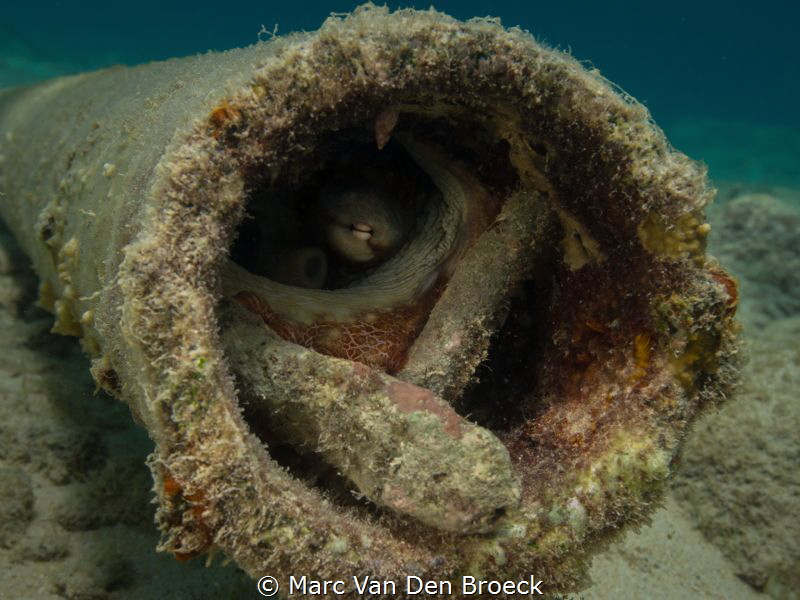 I have my eye on you by Marc Van Den Broeck 
