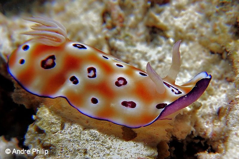 "The Beauty" - Chromodoris leopardus by Andre Philip 