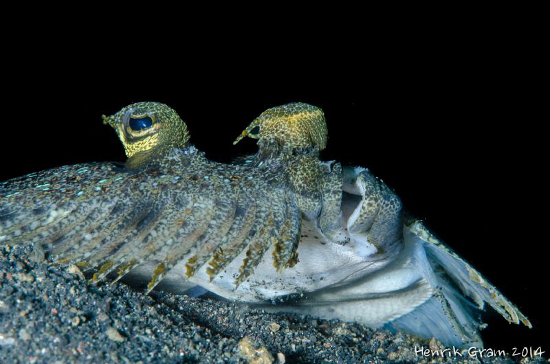 Sole Eyes by Henrik Gram Rasmussen 