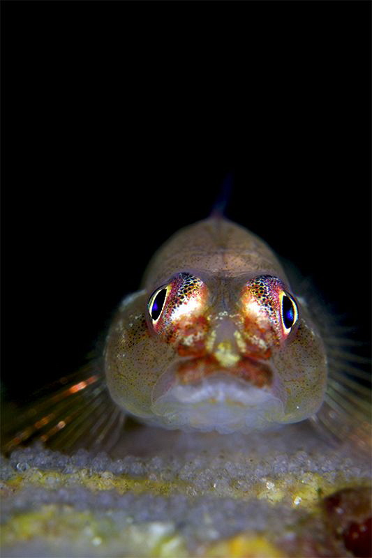 Goby on the eggs by Iyad Suleyman 