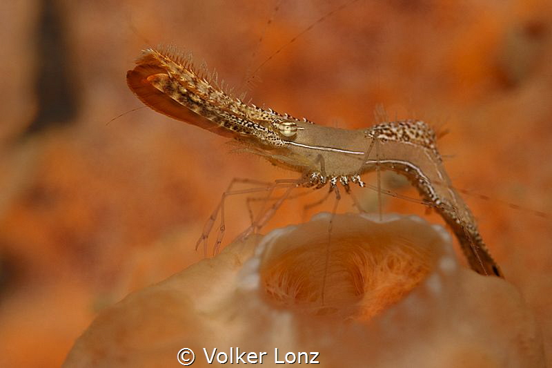 Donald Duck Shrimp on a sponge by Volker Lonz 