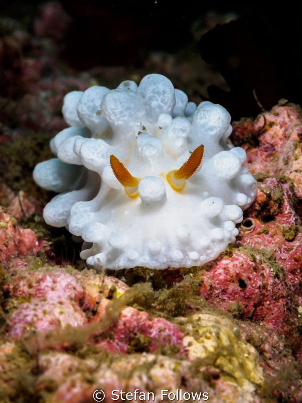 "Instinct is the nose of the mind." Delphine de Girardin.... by Stefan Follows 