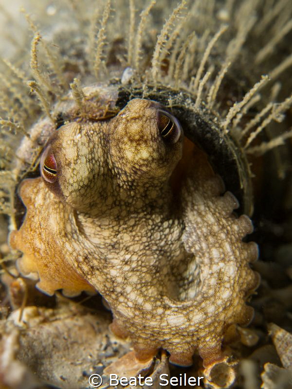 Octopus in a bottle by Beate Seiler 