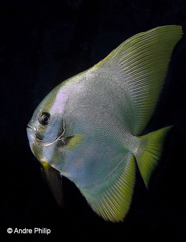 Portrait of young Batfish
Raja Ampat, Indonesia by Andre Philip 