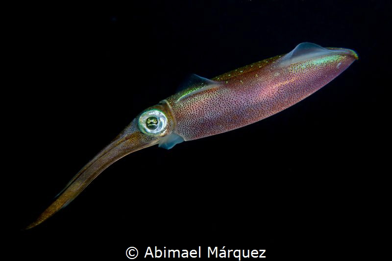 Caribbean Reef Squid by Abimael Márquez 