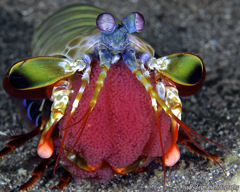 Mantis shrimp with eggs by Iyad Suleyman 