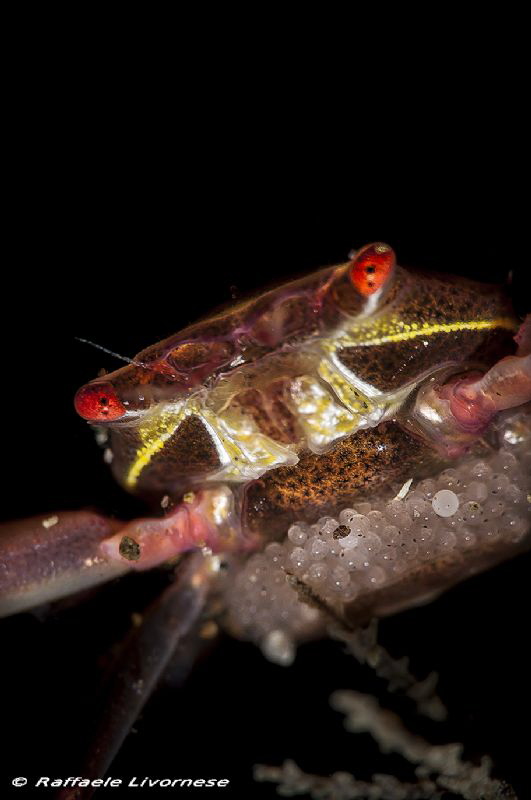 Small crab carrying eggs by Raffaele Livornese 