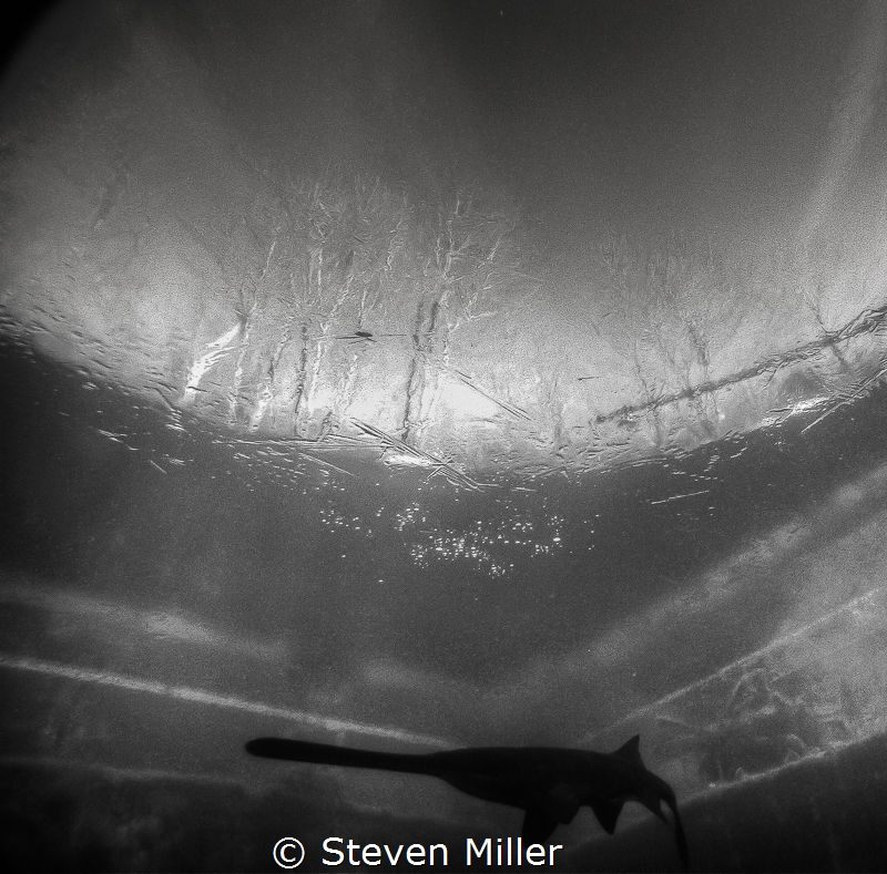 First ice, paper thin-crystal clear, trying to capture it... by Steven Miller 