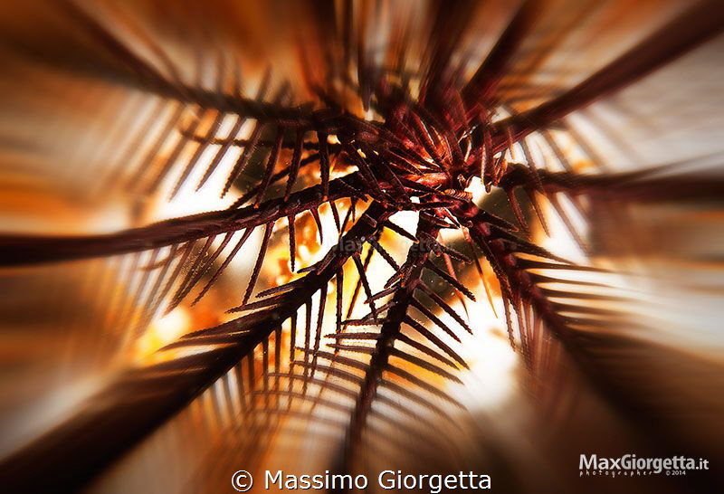 crinoid by Massimo Giorgetta 