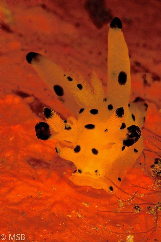 Thecasera in orange. by Mehmet Salih Bilal 