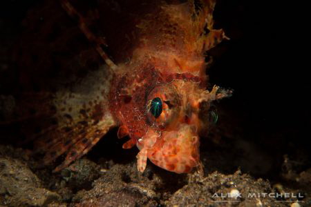 Lightening strike! A lion fish poses for a close up at Se... by Alex Mitchell 