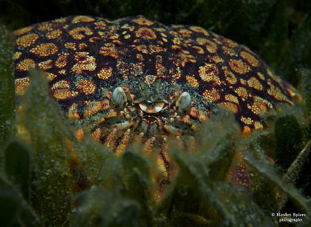 Ocellated Box Crab (Calappa ocellata), St Lucia 
Olympus... by Henley Spiers 