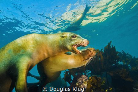 Best friends. Sea lions frolic together at Anacapa island... by Douglas Klug 