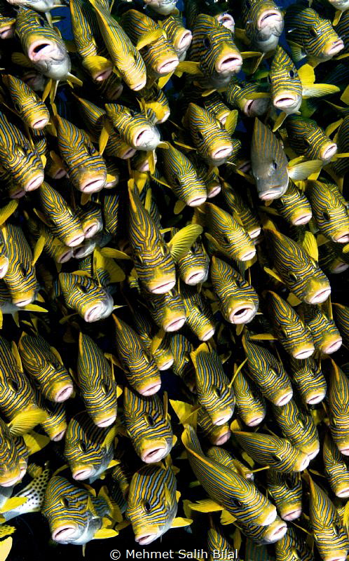 Sweetlips at 45 meter depth. by Mehmet Salih Bilal 