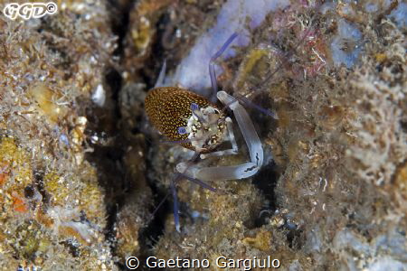 bumblebee shrimp taken with 105 micro on a wall while run... by Gaetano Gargiulo 
