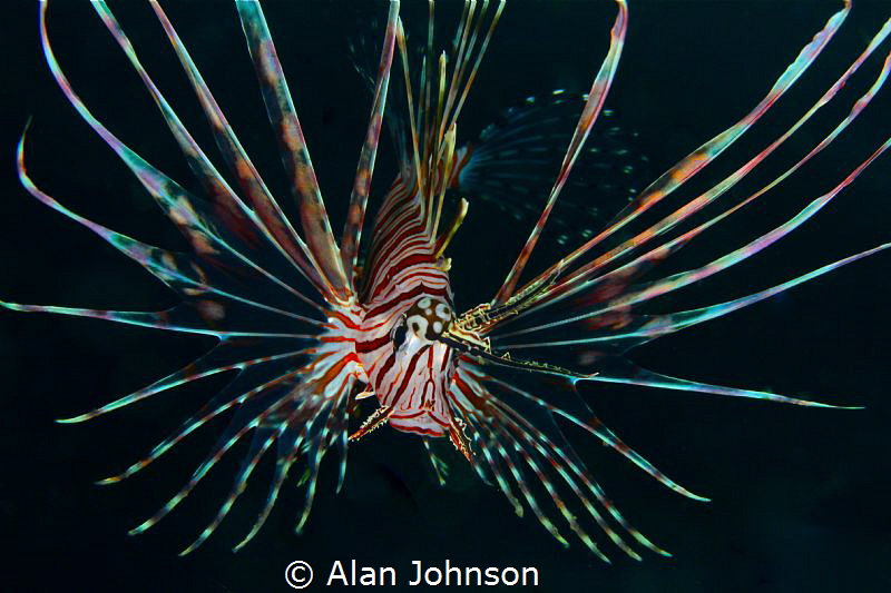 lionfish by Alan Johnson 