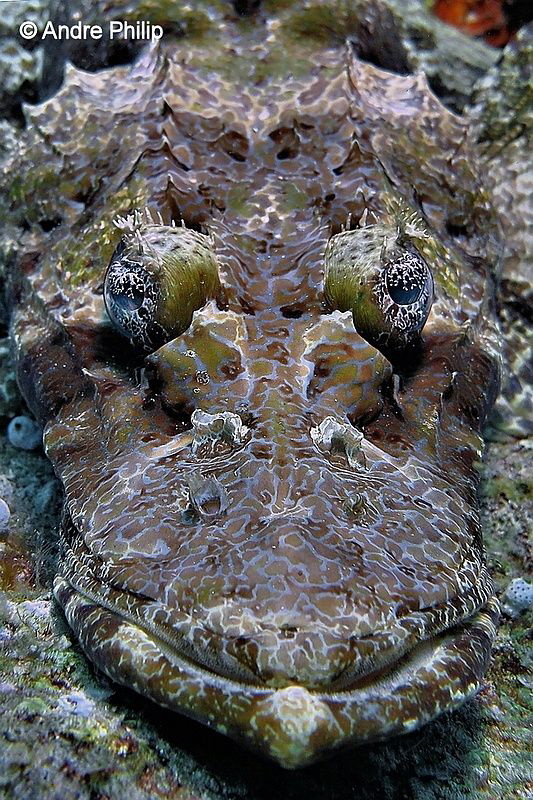 "The Camouflage Artist" - Crocodilefish Portrait
Nabucco... by Andre Philip 