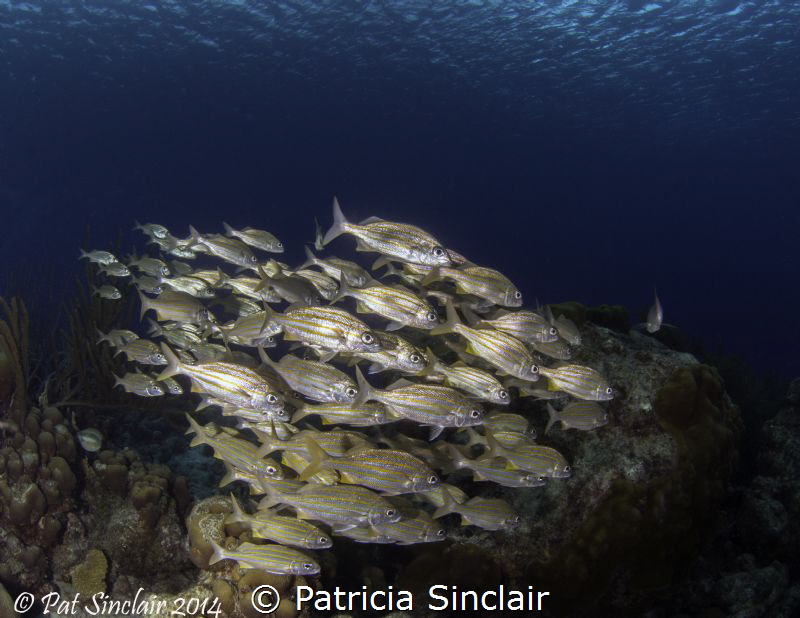 Maybe I should call this "There is always one..." 
 See ... by Patricia Sinclair 