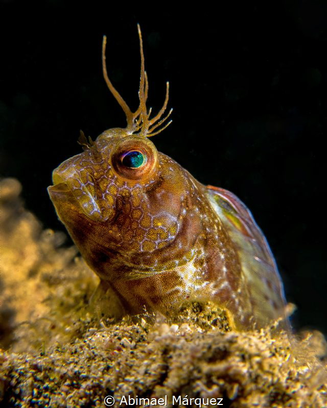 A Blenny on my Beach. by Abimael Márquez 