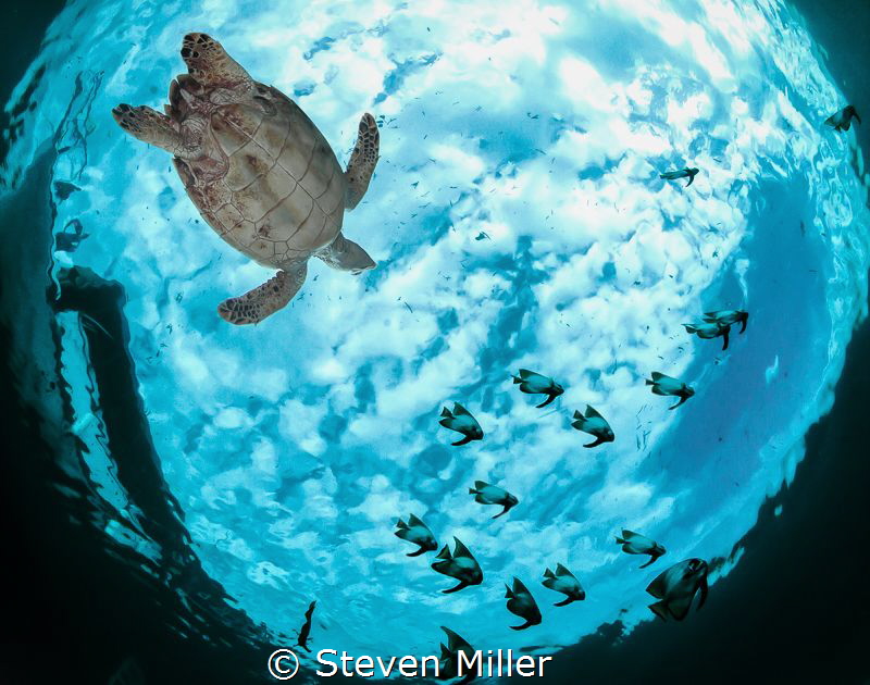 Chasing Butterfiles by Steven Miller 
