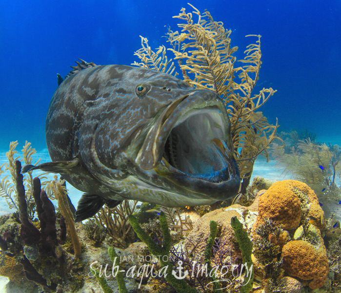 Yawning Grouper by Jan Morton 