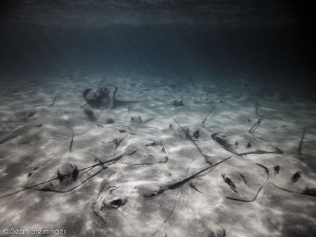 The Gang's All Here by Sean Steininger 